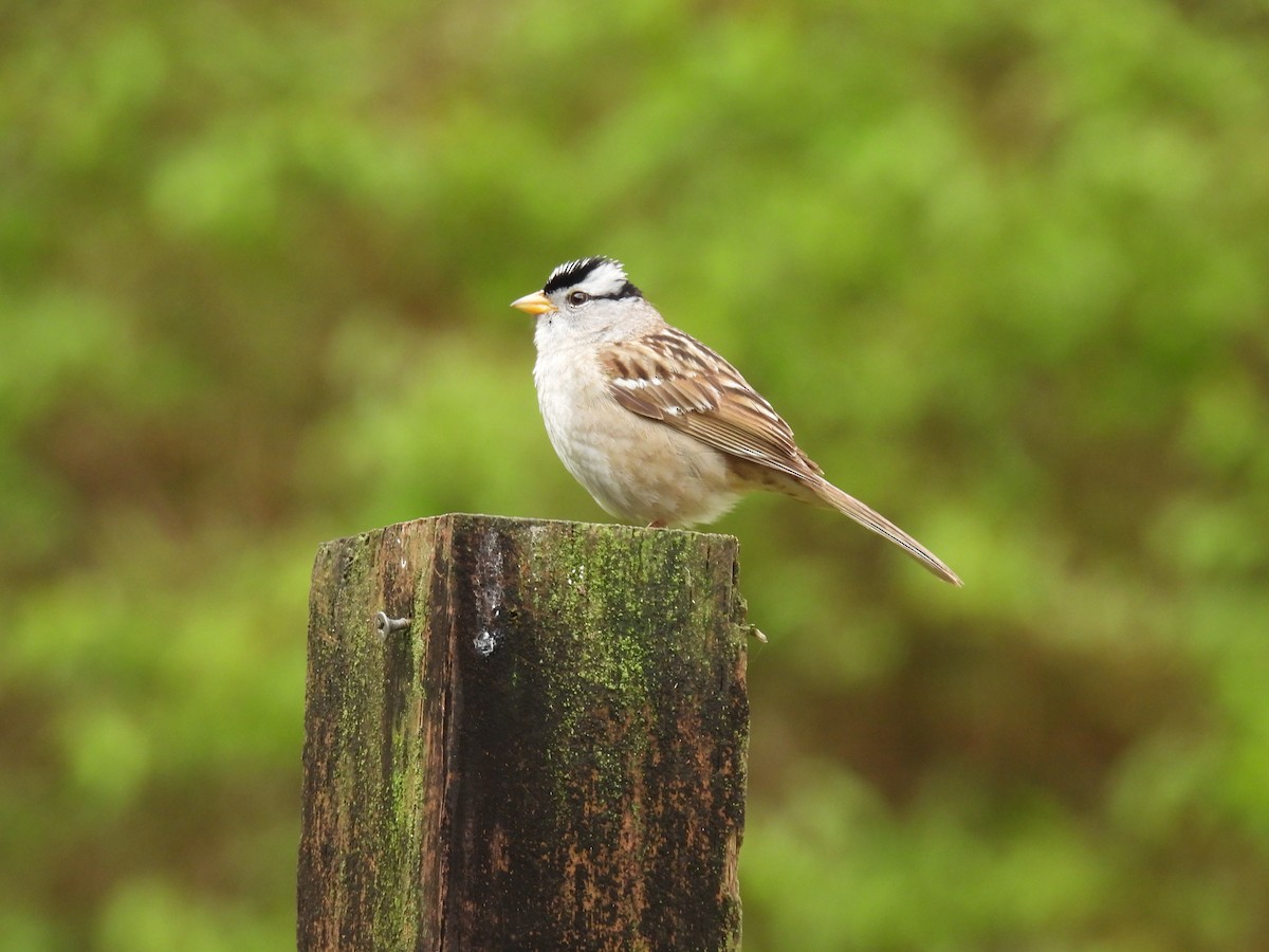 White-crowned Sparrow - ML618595069
