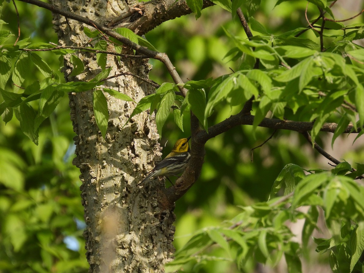Black-throated Green Warbler - Taylor Landry
