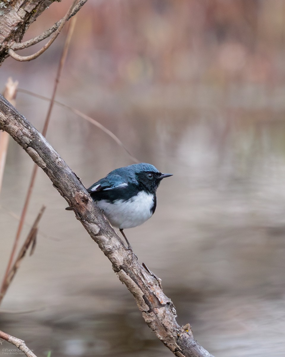 Black-throated Blue Warbler - ML618595096
