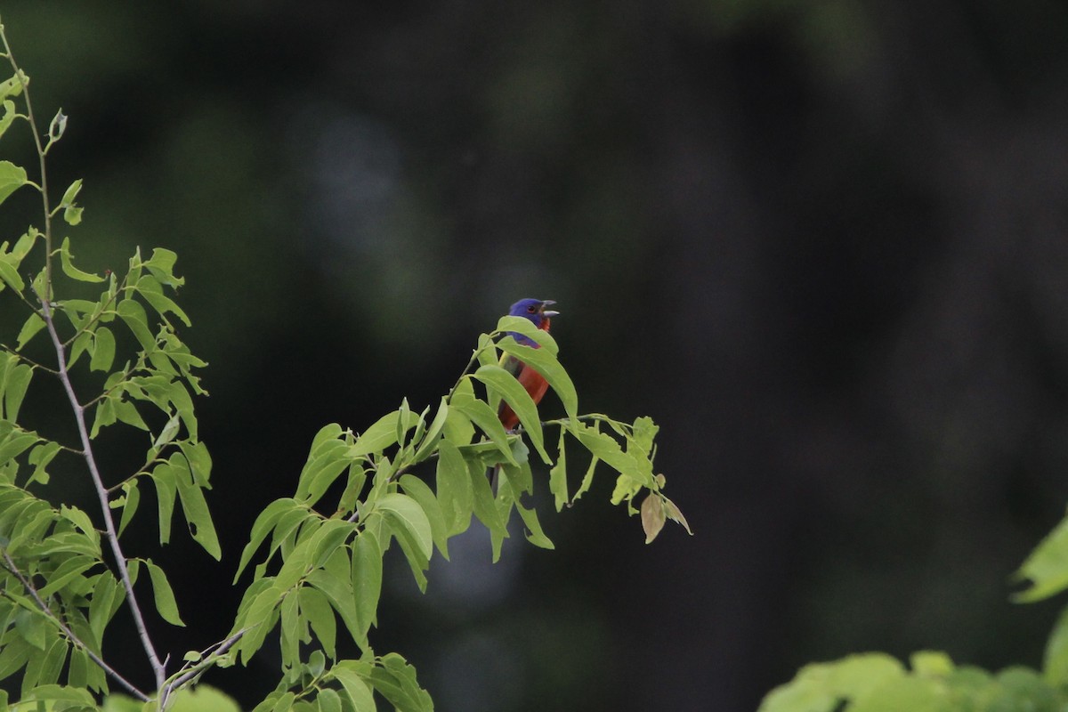 Painted Bunting - ML618595108