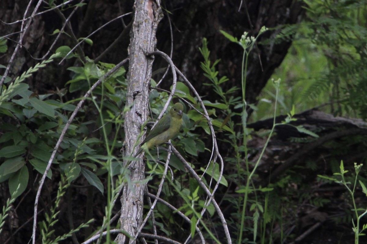 Painted Bunting - ML618595110