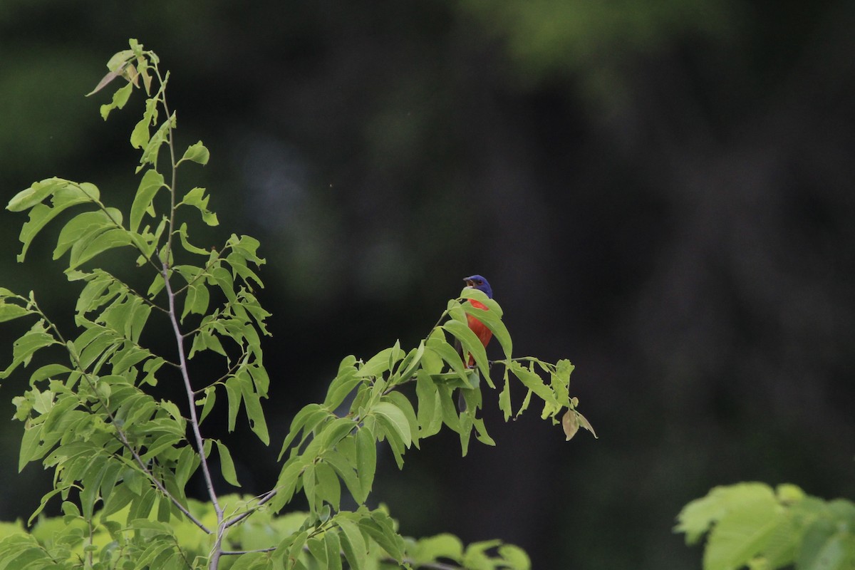 Painted Bunting - ML618595111