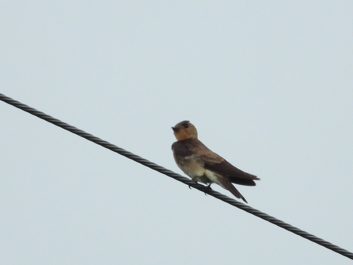 Southern Rough-winged Swallow - ML618595180