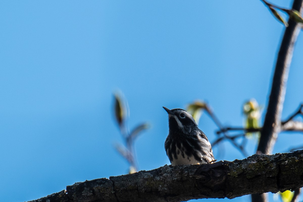 Black-and-white Warbler - ML618595184