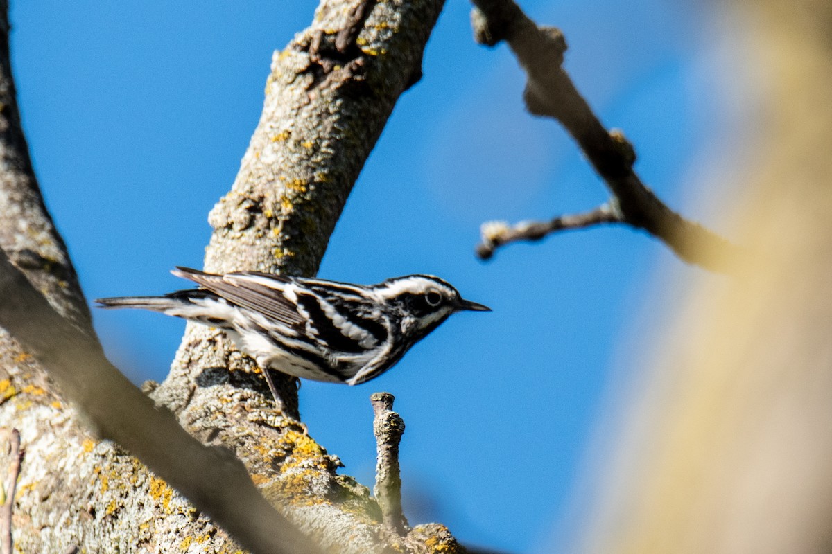 Black-and-white Warbler - ML618595185