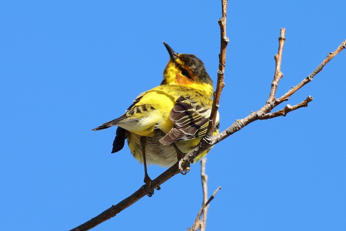 Cape May Warbler - ML618595191