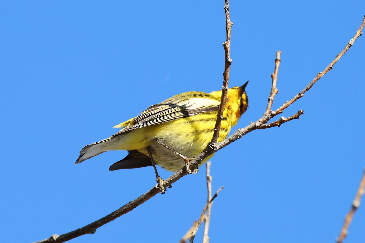 Cape May Warbler - ML618595192