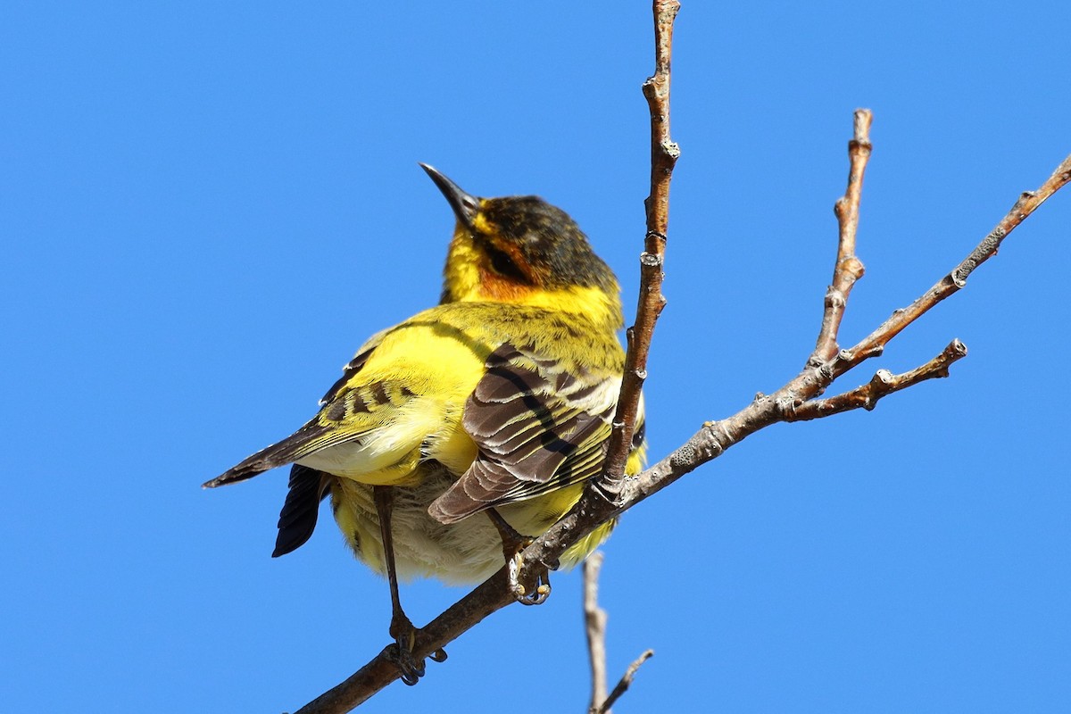 Cape May Warbler - ML618595193