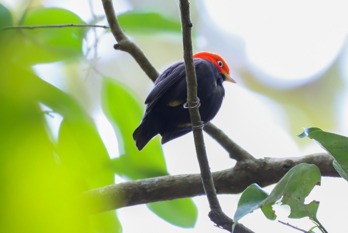 Red-capped Manakin - ML618595227