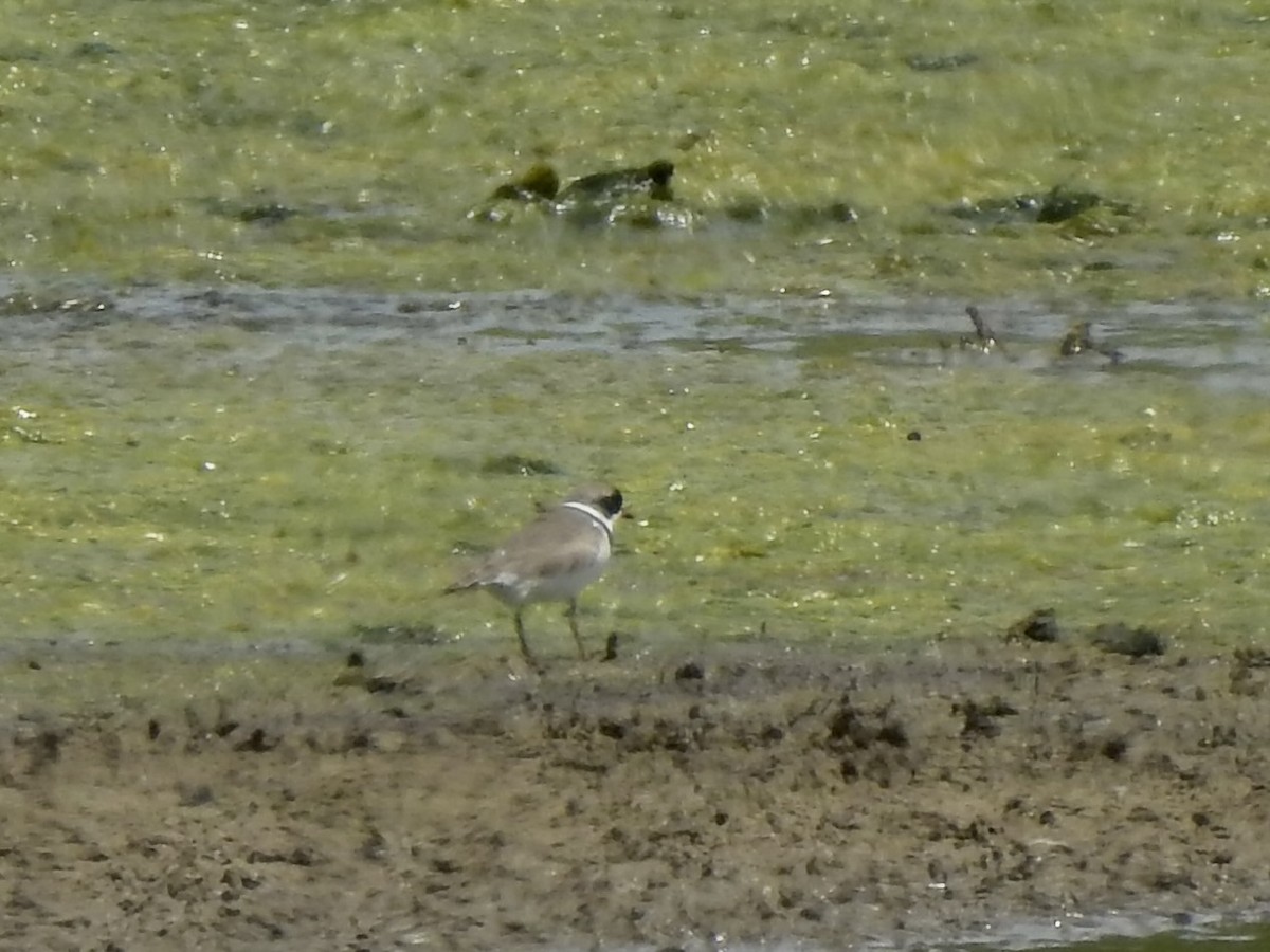 Semipalmated Plover - ML618595274