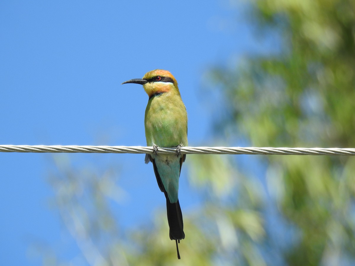 Rainbow Bee-eater - ML618595305