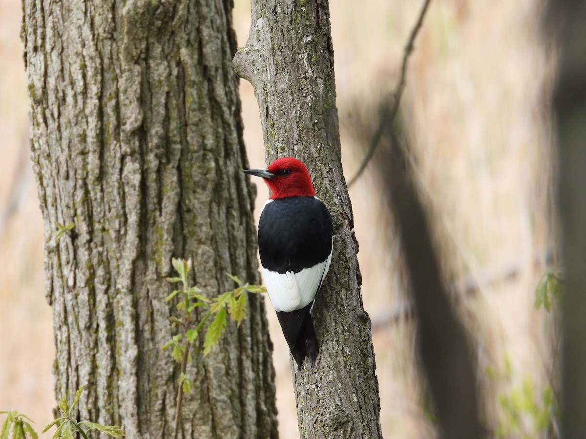 Red-headed Woodpecker - ML618595314