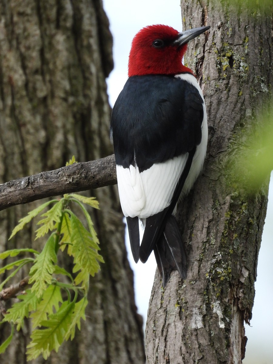 Red-headed Woodpecker - ML618595315