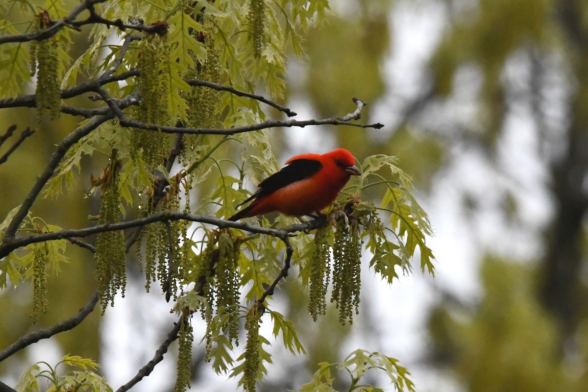 Scarlet Tanager - ML618595316