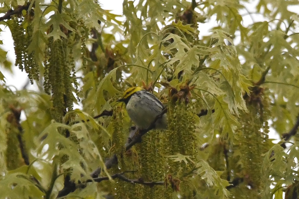 Black-throated Green Warbler - ML618595322