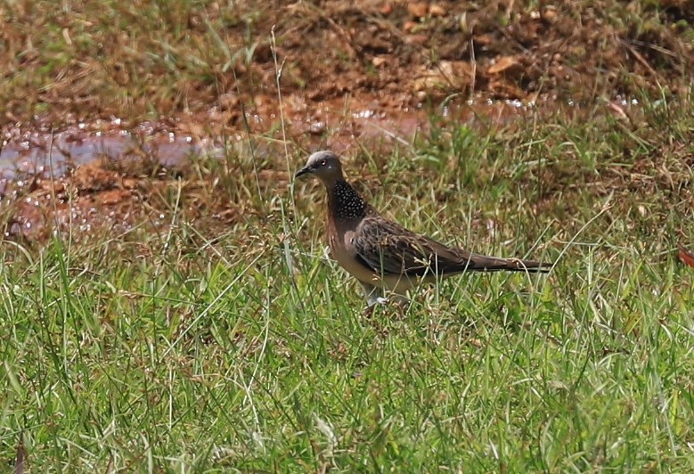Spotted Dove - ML618595333