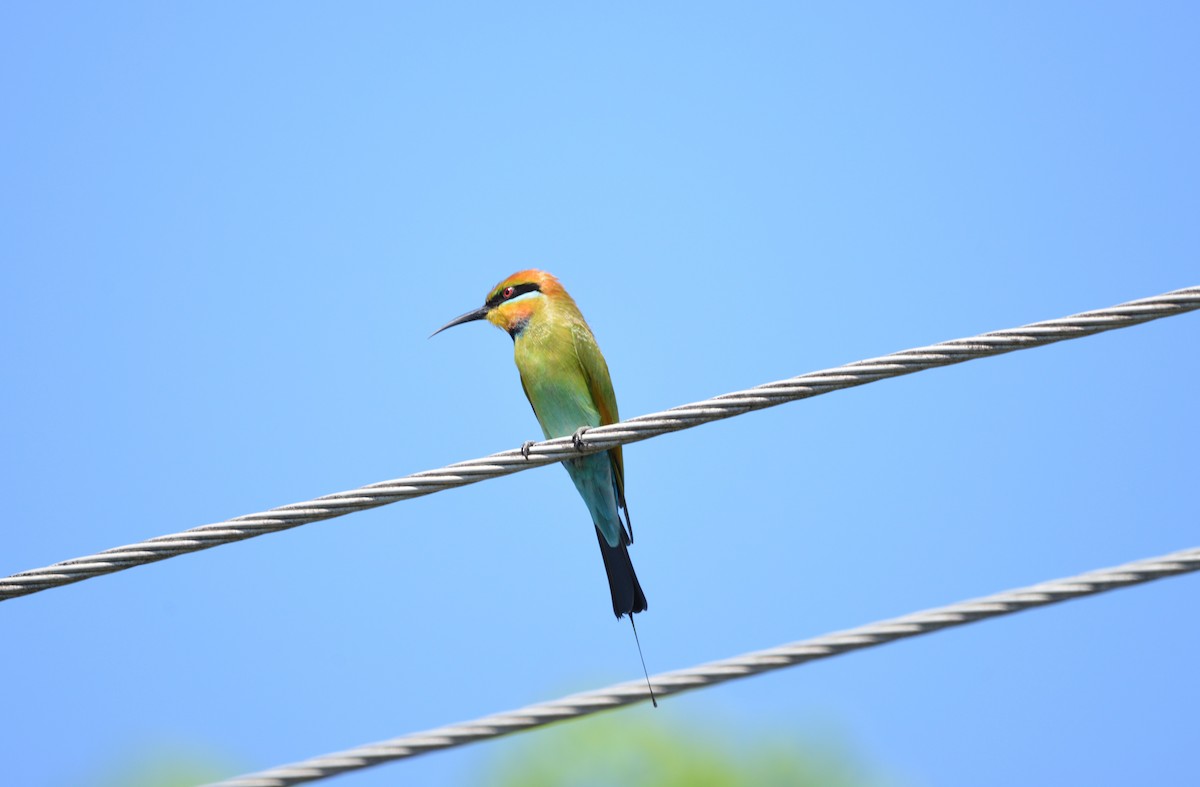 Rainbow Bee-eater - ML618595352