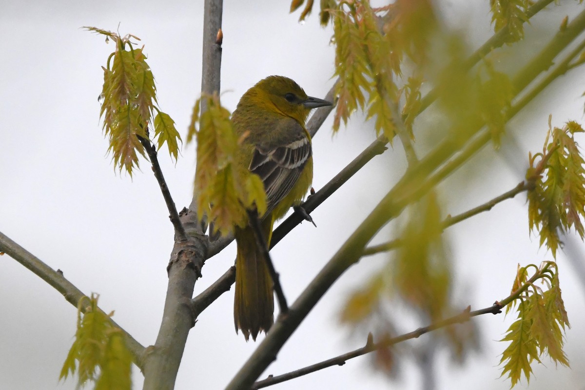 Orchard Oriole - ML618595370