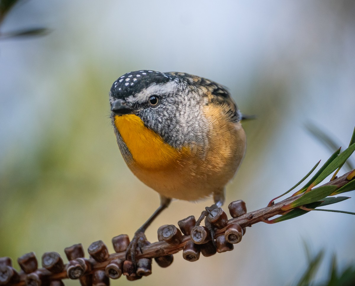Spotted Pardalote - ML618595381