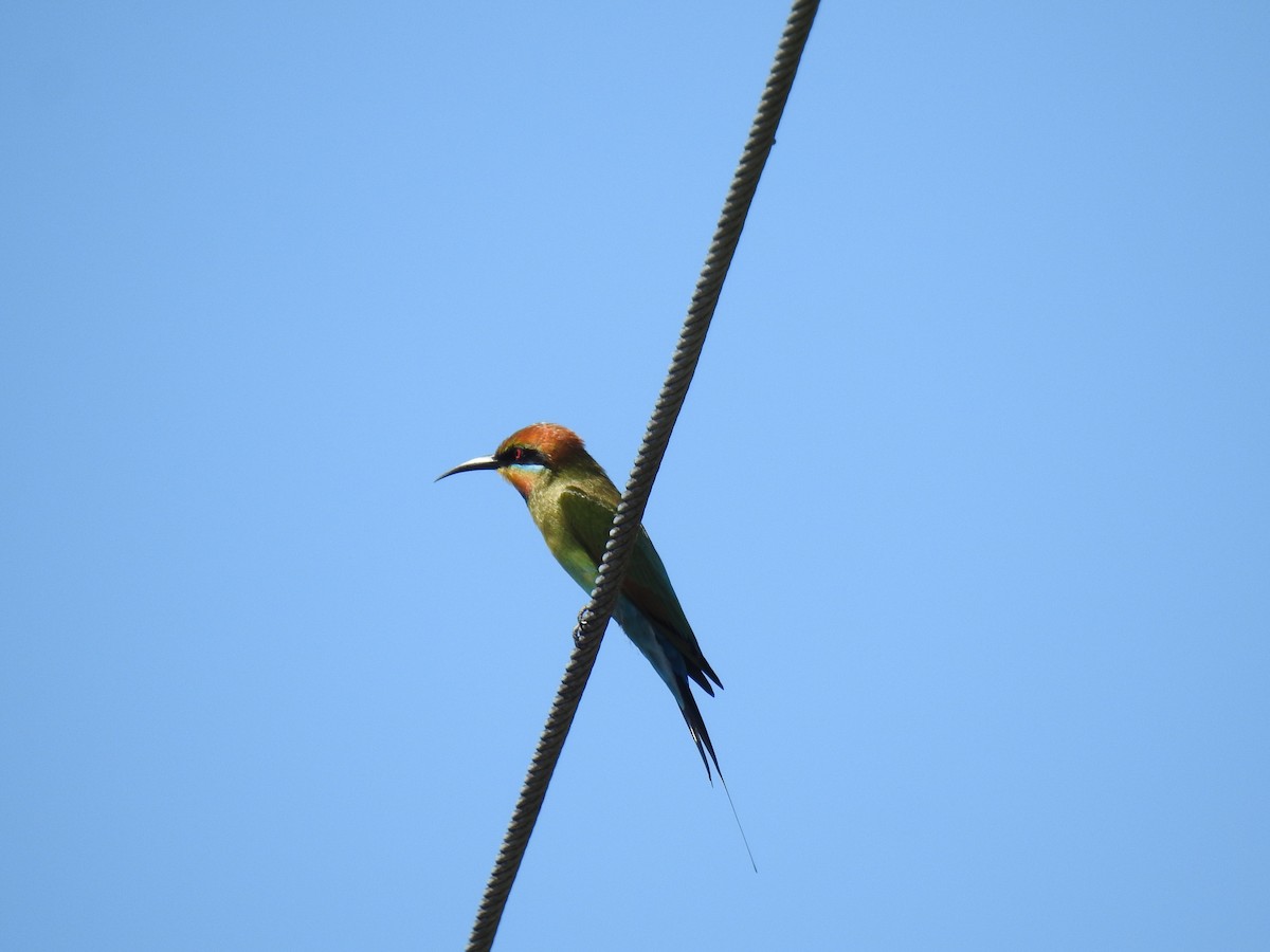 Rainbow Bee-eater - ML618595382