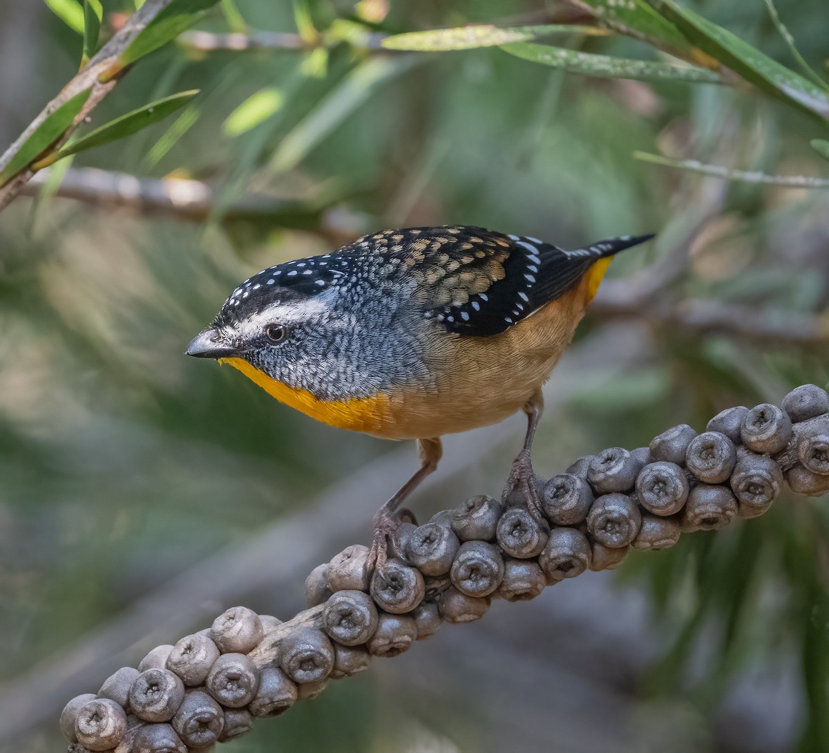 Spotted Pardalote - ML618595383