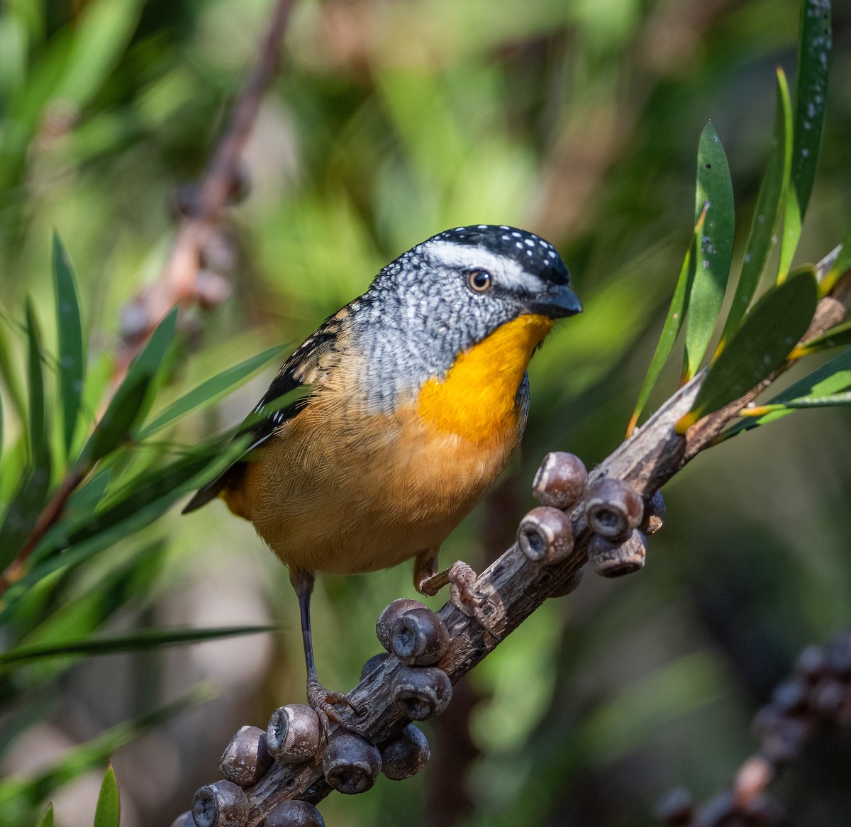 Spotted Pardalote - ML618595384