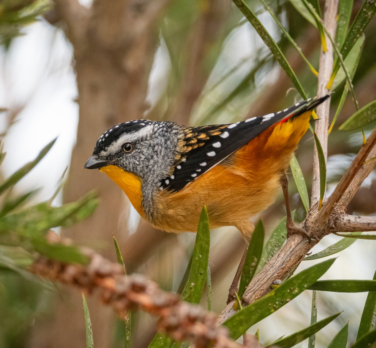 Spotted Pardalote - ML618595385