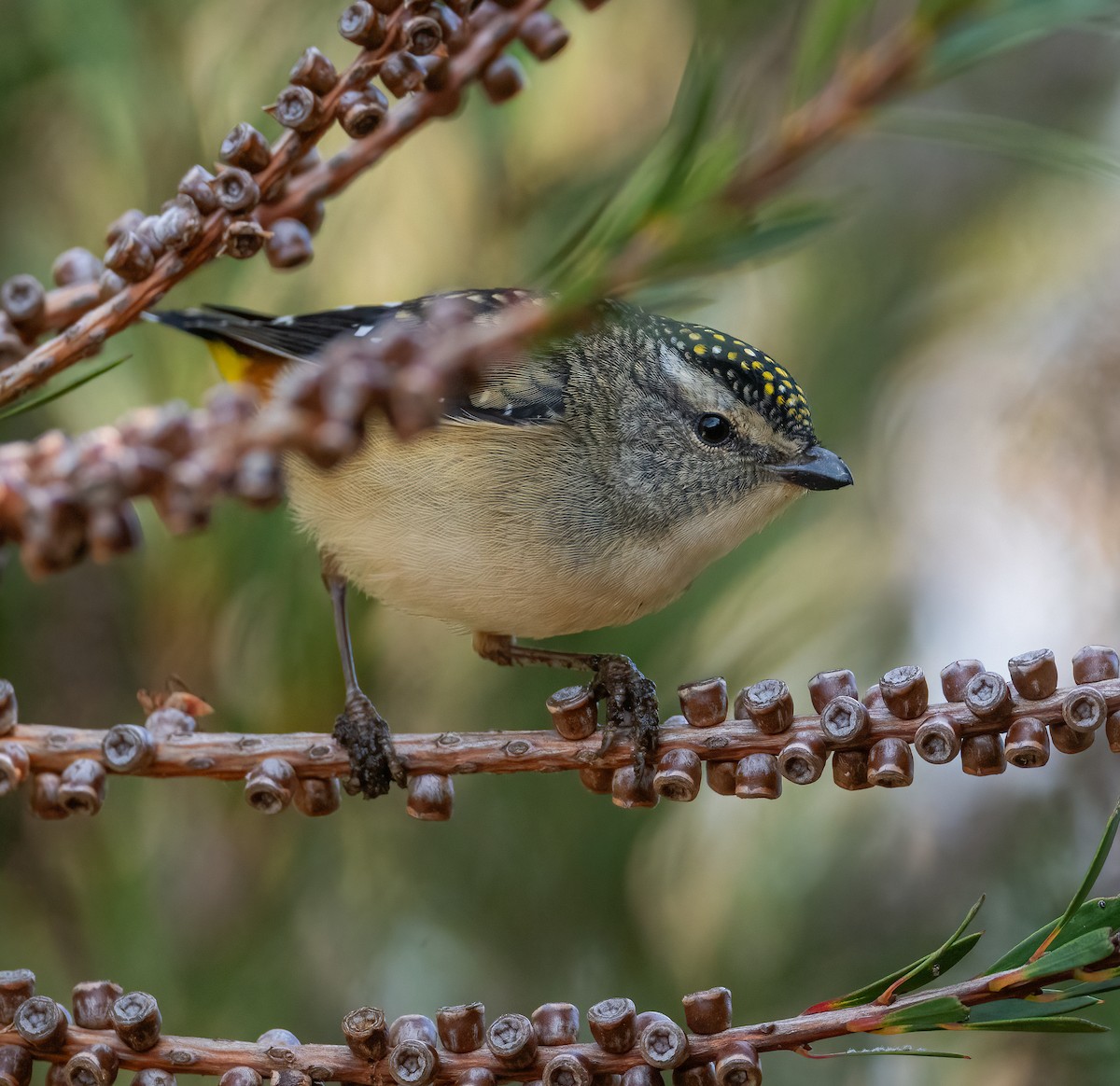 Spotted Pardalote - ML618595387