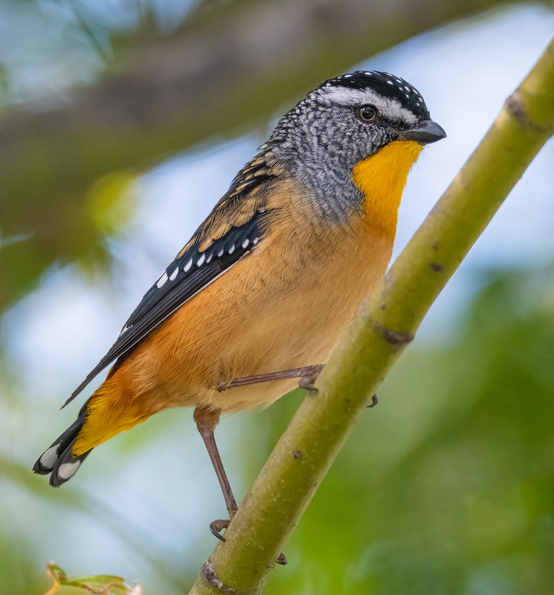 Spotted Pardalote - ML618595390