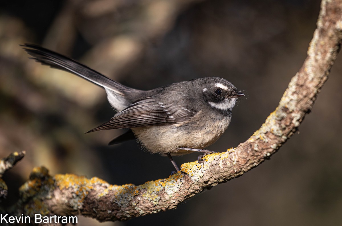Gray Fantail (albiscapa) - ML618595396