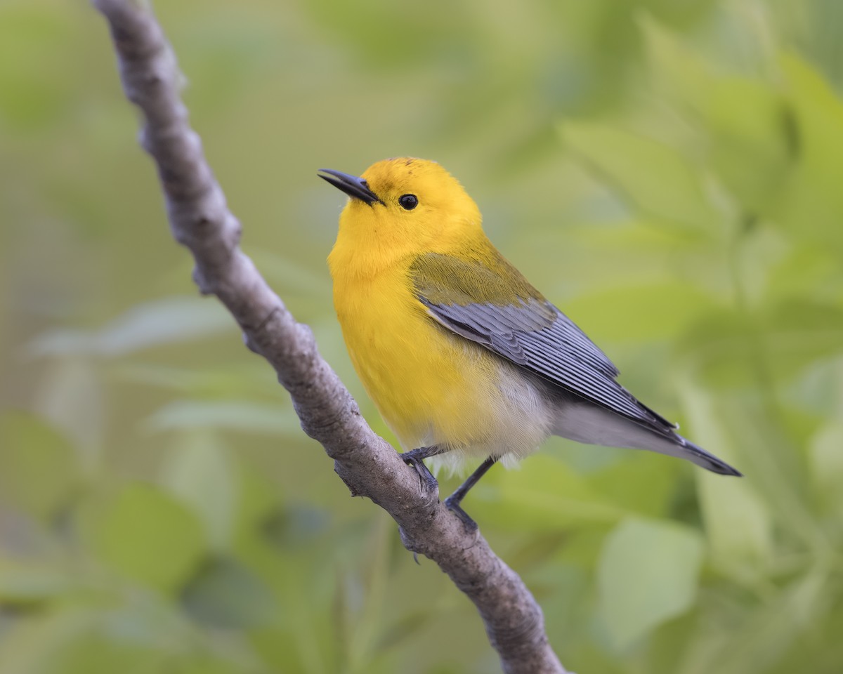 Prothonotary Warbler - ML618595429