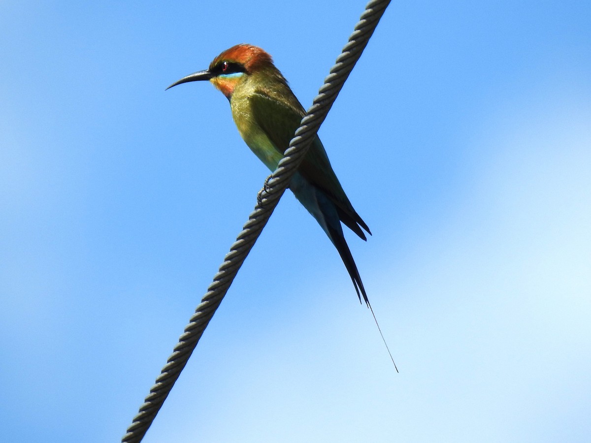 Rainbow Bee-eater - ML618595436