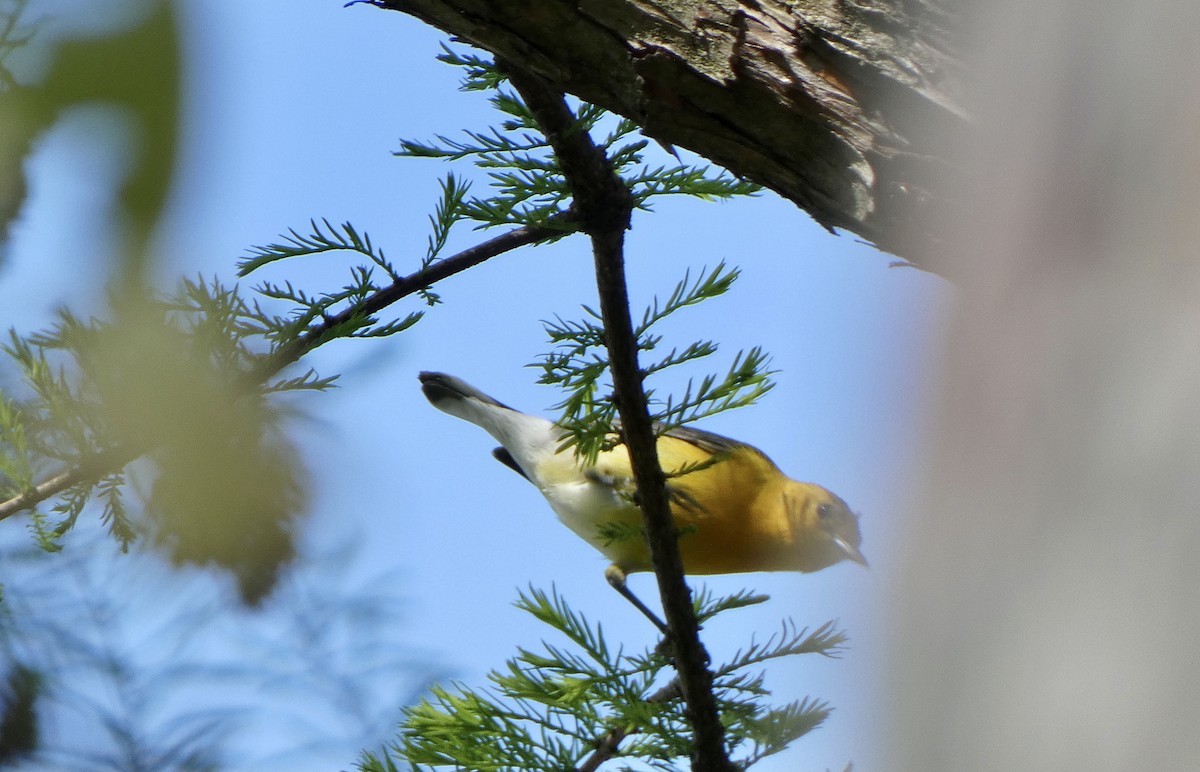 Prothonotary Warbler - ML618595437