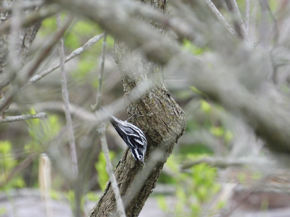 Black-and-white Warbler - ML618595438