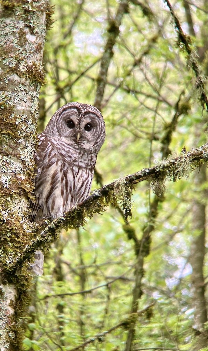 Barred Owl - ML618595439