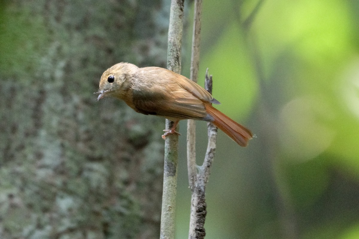Ruddy-tailed Flycatcher - Deyner Carreto