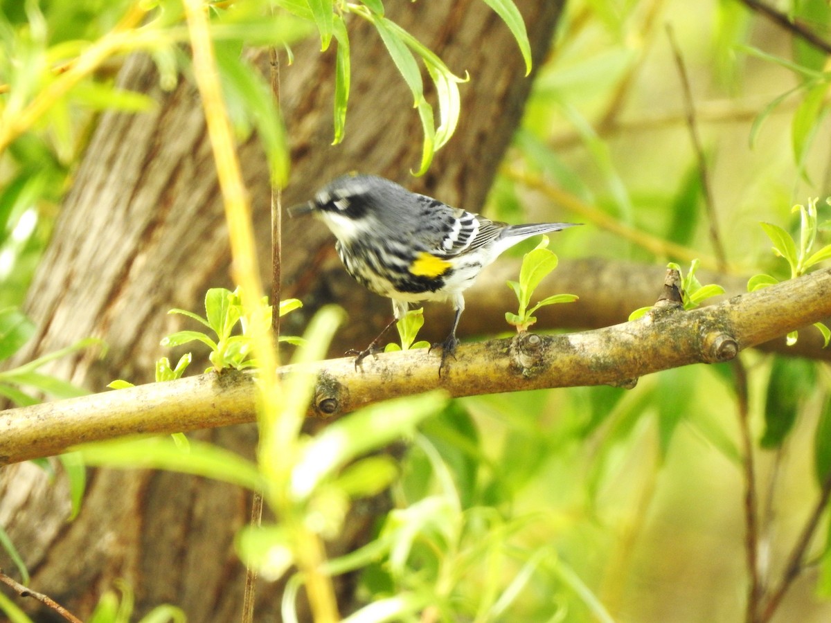 Yellow-rumped Warbler (Myrtle) - Jack VanDyk