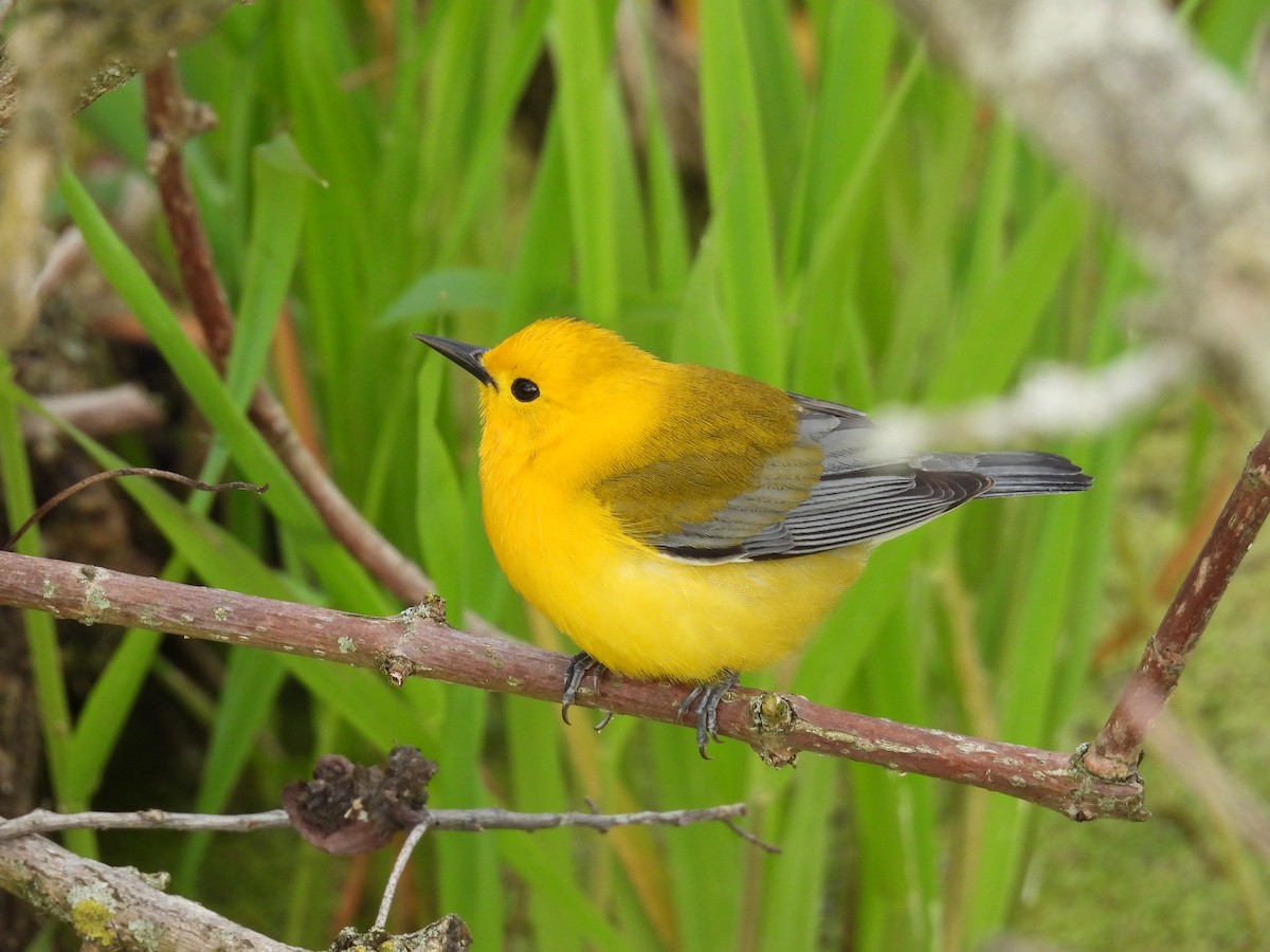 Prothonotary Warbler - ML618595457
