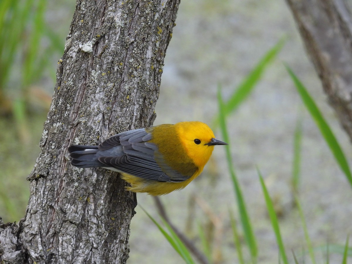 Prothonotary Warbler - ML618595458