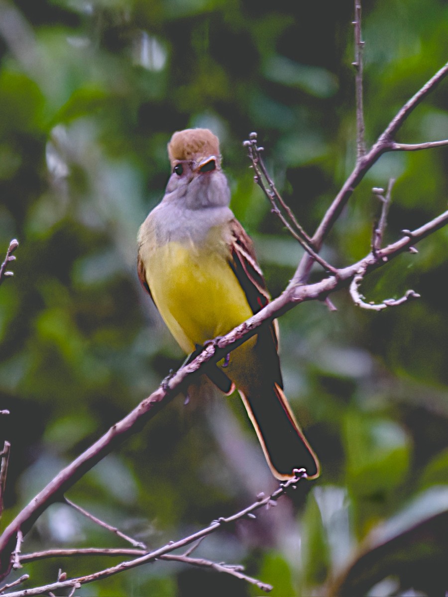 Great Crested Flycatcher - ML618595526