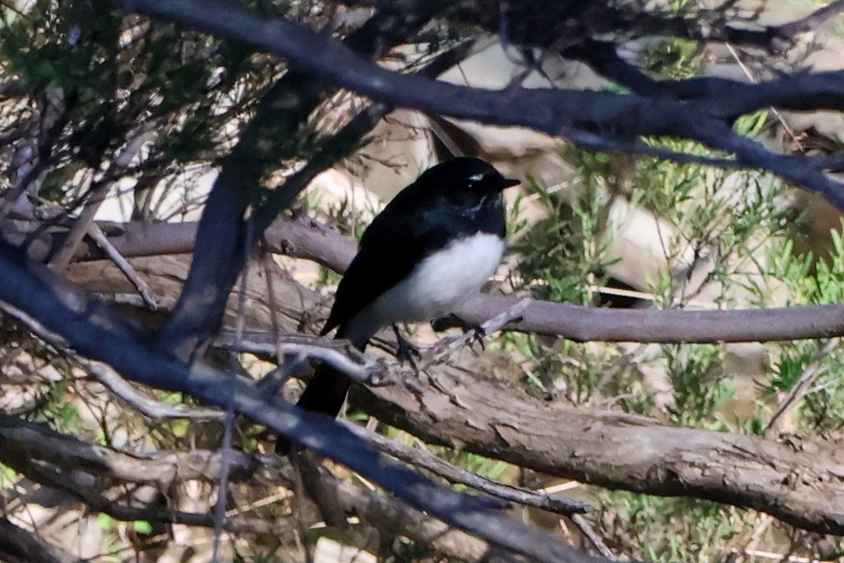 Willie-wagtail - ML618595618