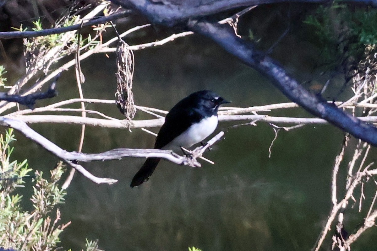 Willie-wagtail - ML618595620