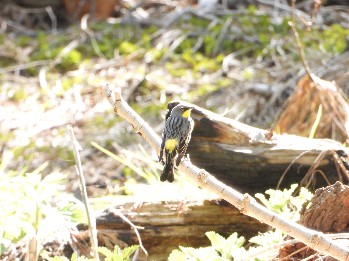 Yellow-rumped Warbler - ML618595627
