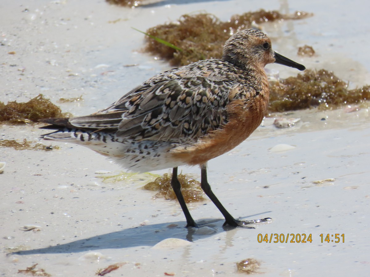 Red Knot - ML618595640