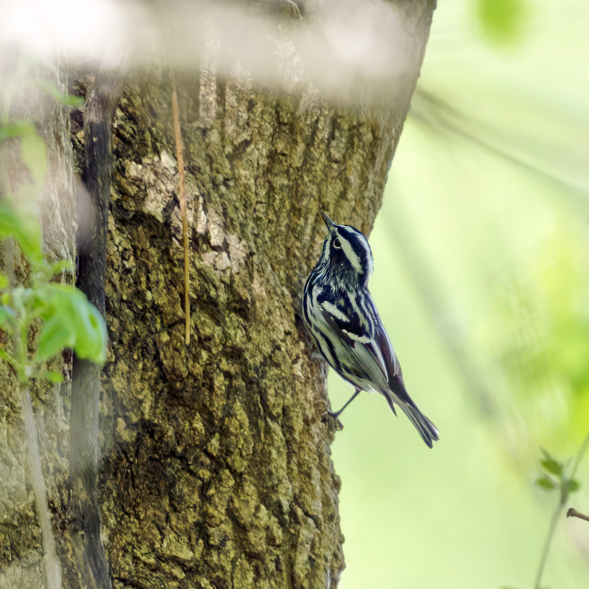 Black-and-white Warbler - ML618595667
