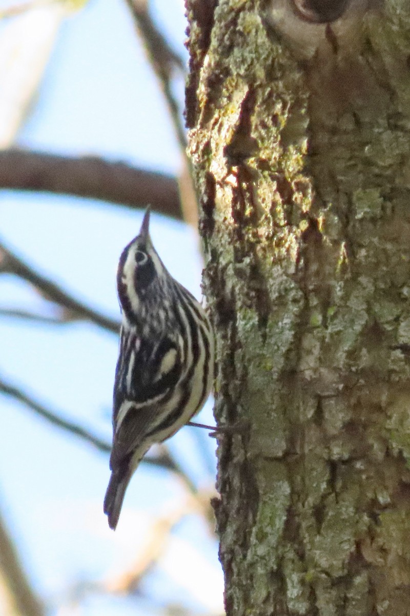 Black-and-white Warbler - ML618595672