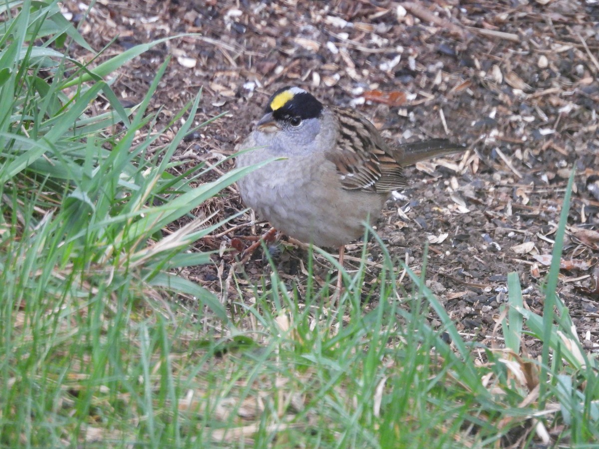 Golden-crowned Sparrow - ML618595715