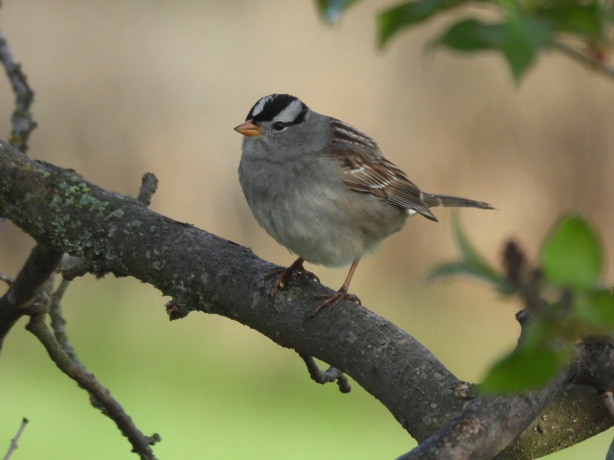 White-crowned Sparrow - Suzy Wright