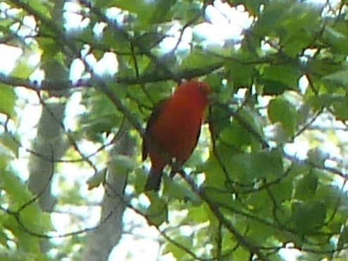Scarlet Tanager - ML618595736