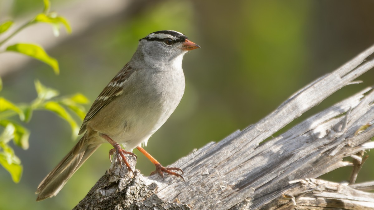 White-crowned Sparrow - Arthur Mercado